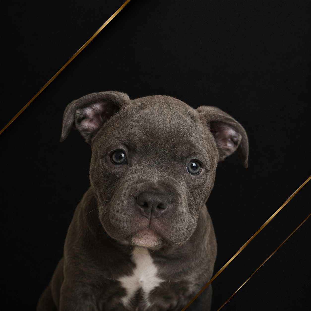 Cachorro mediano
